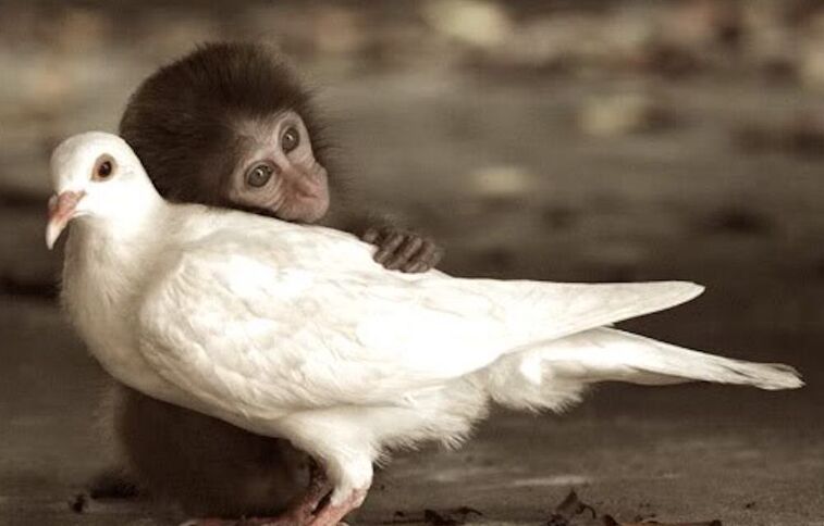 monkey and pigeon on beach 